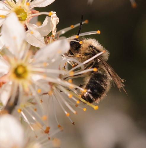 Réf. 159 894 : Colletes cunicularius