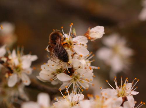 Colletes cunicularius