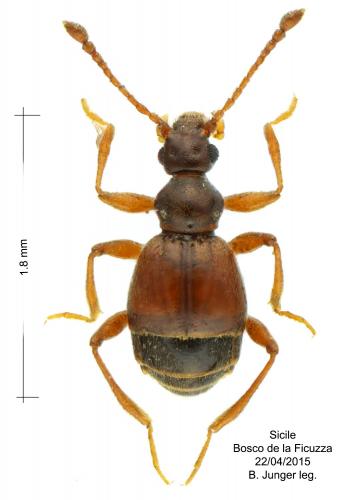 Réf. 159 261 : Reichenbachia chevrieri