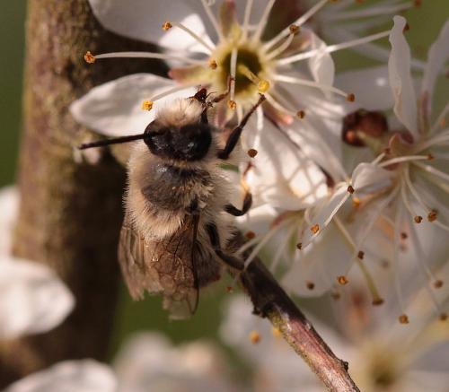 Réf. 159 895 : Colletes cunicularius