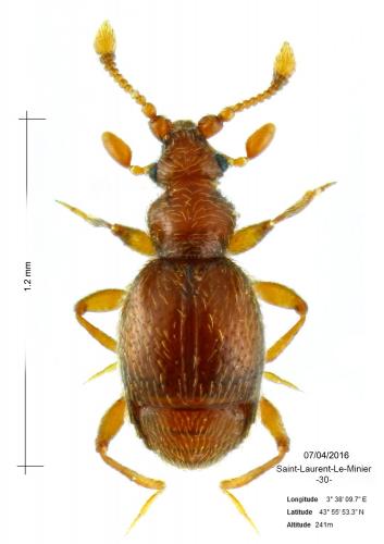 Bryaxis picteti
