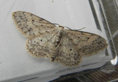 Réf. 159 120 : Idaea seriata
