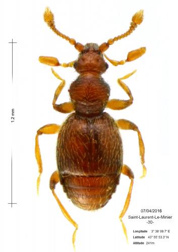 Bryaxis picteti