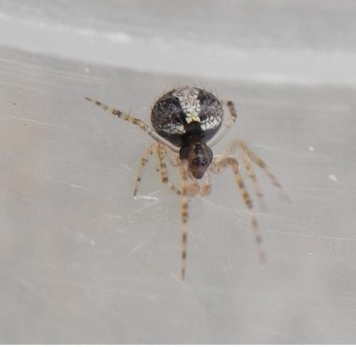 Theridion sp.