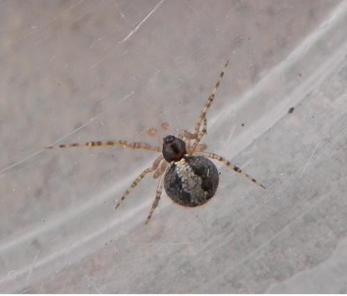 Theridion sp.