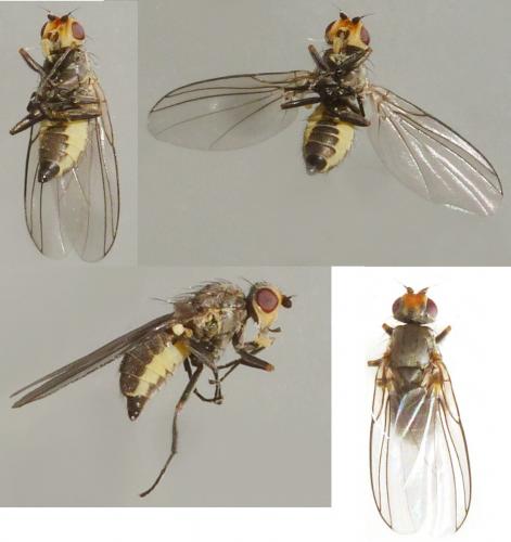 Phytomyza gymnostoma
