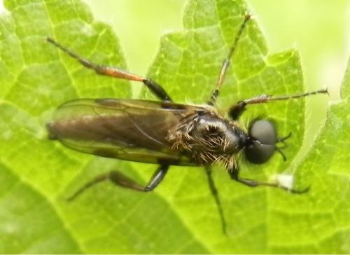Bibio lanigerus