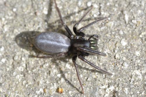 Segestria florentina