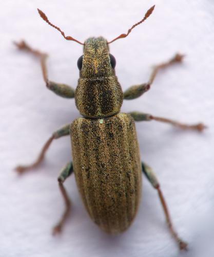 Sitona lineatus