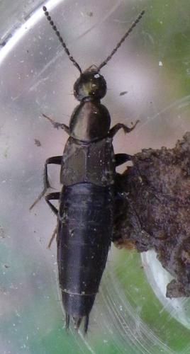 Réf. 159 818 : Philonthus sp.