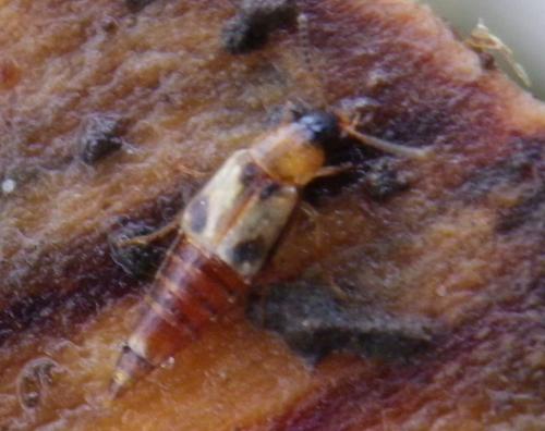 Réf. 159 328 : Lordithon trinotatus