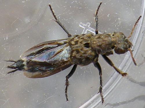 Ontholestes murinus