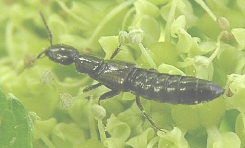 Gyrohypnus sp.