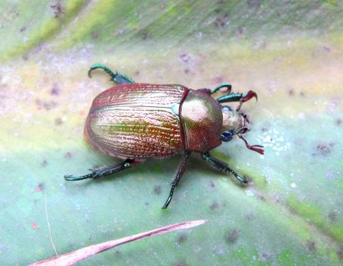 Pelidnota bleuzeni
