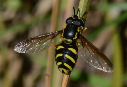 Réf. 159 241 : Chrysotoxum intermedium