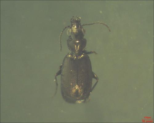 Syntomus foveatus