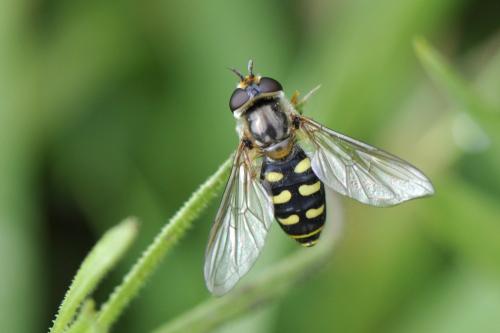 Réf. 159 727 : Eupeodes sp.