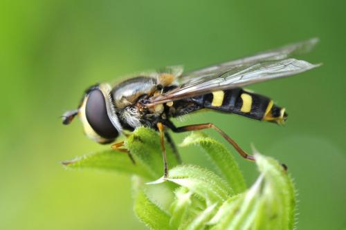 Réf. 159 728 : Eupeodes sp.