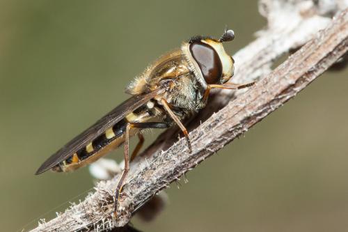 Réf. 159 243 : Eupeodes luniger