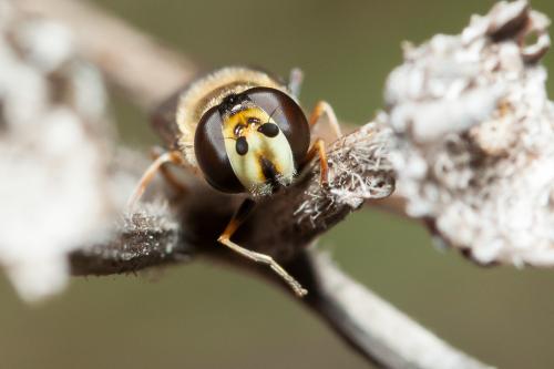 Réf. 159 244 : Eupeodes luniger