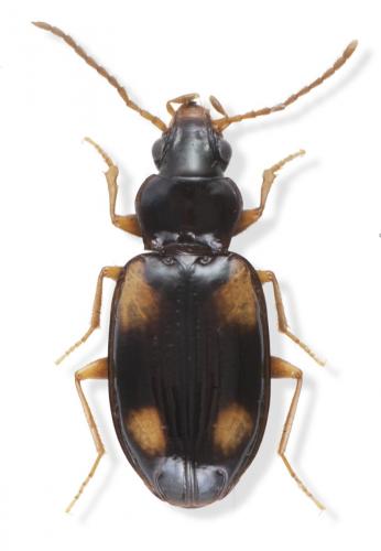 Réf. 159 650 : Tachyura ferroa