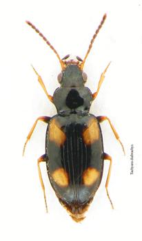 Tachyura diabrachys