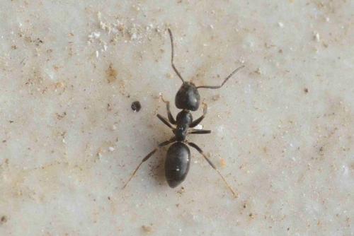 Tapinoma sp.