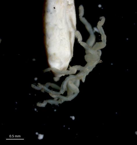 Anoplodactylus pygmaeus