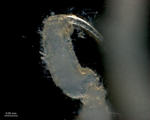 Anoplodactylus pygmaeus