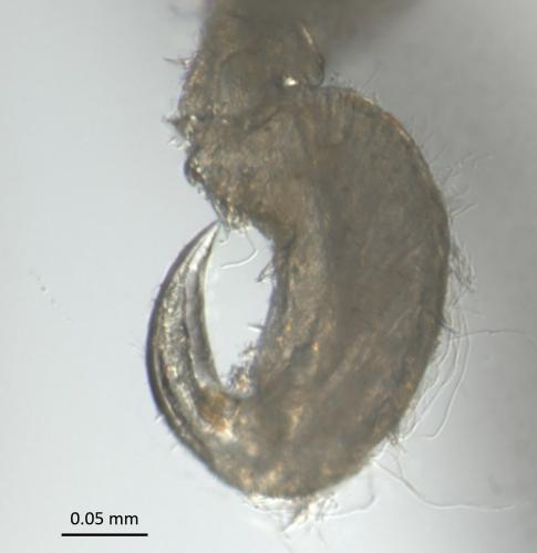 Anoplodactylus pygmaeus
