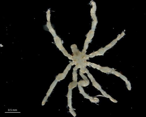 Anoplodactylus pygmaeus