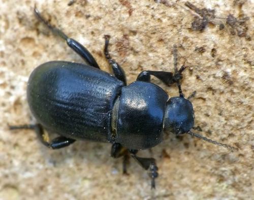 Réf. 159 906 : Phylan abbreviatus