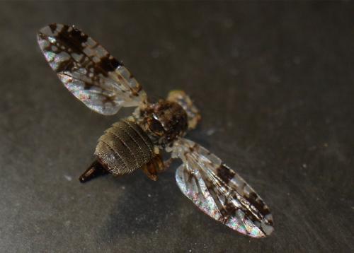 Tephritis matricariae