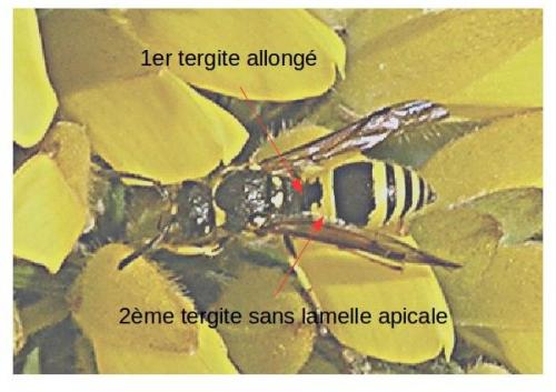Ancistrocerus sp.