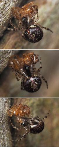 Theridion sp.