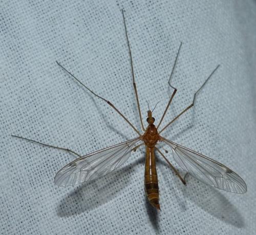 Tipula lunata