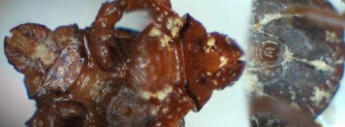 Rhipicephalus pusillus