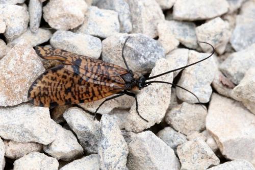 Réf. 159 725 : Oligostomis reticulata