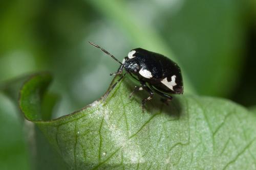 Tritomegas rotundipennis