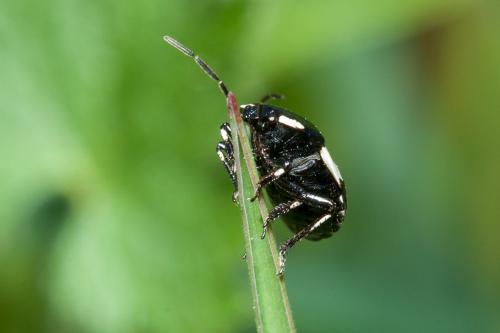 Réf. 159 618 : Tritomegas bicolor
