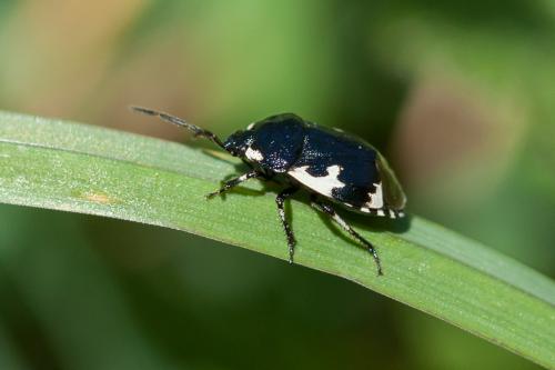 Réf. 159 662 : Tritomegas bicolor
