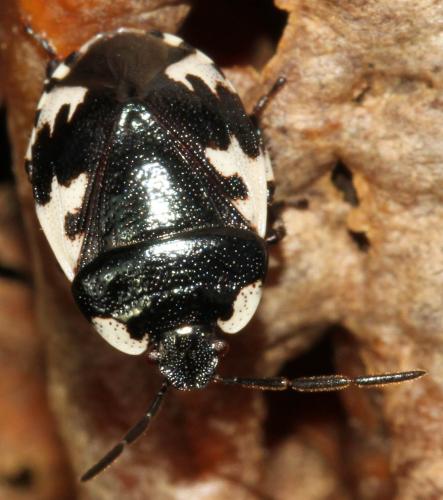 Tritomegas rotundipennis