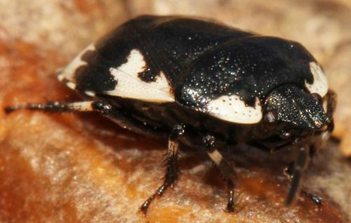 Tritomegas rotundipennis