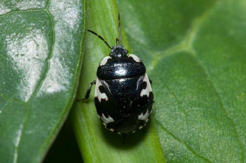 Tritomegas rotundipennis