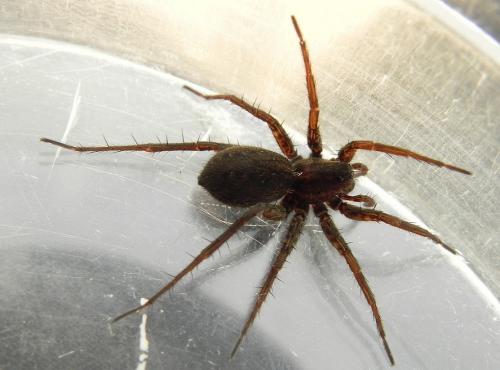 Pardosa sp.