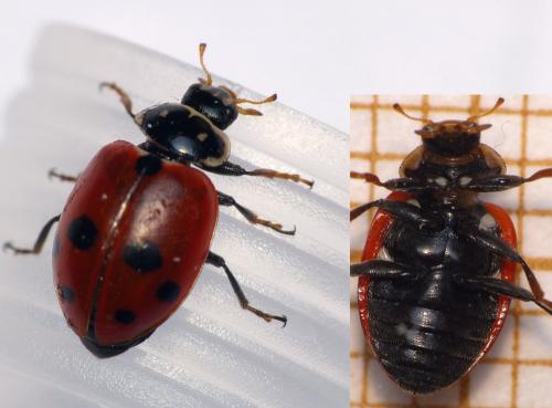 Hippodamia variegata
