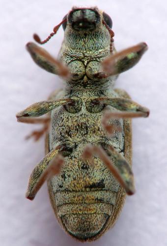 Sitona lineatus