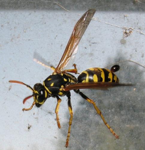 Polistes dominula