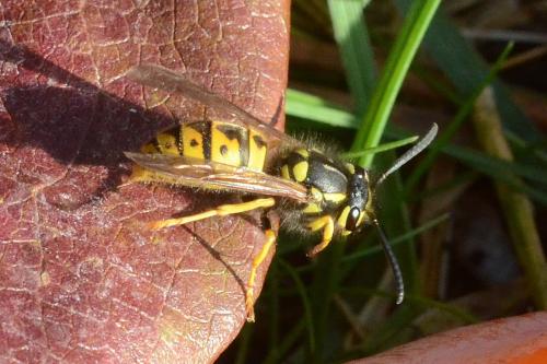 Vespula germanica