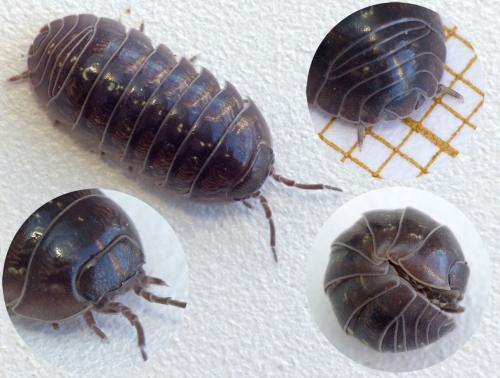 Réf. 159 968 : Armadillidium vulgare